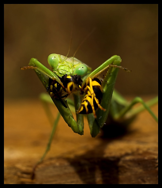 Got Wasp?