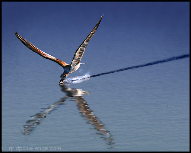 Skimmer- Plowing The Water For Fish