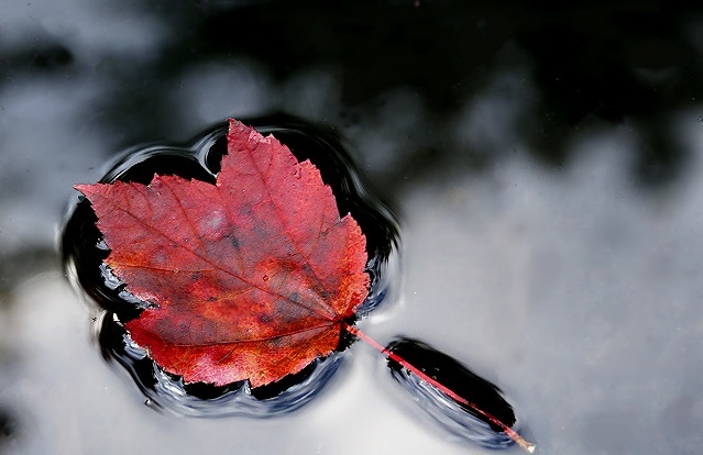 Jewel Of Autumn