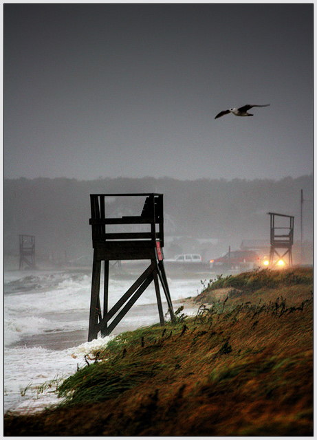 Storm & Gull, Autumn Afternoon