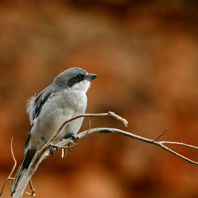 Loggerhead Shrike