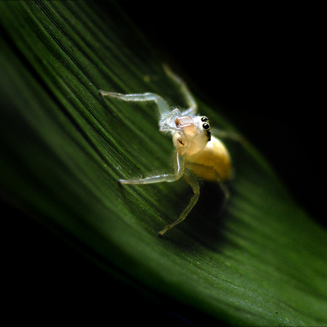 Jumper