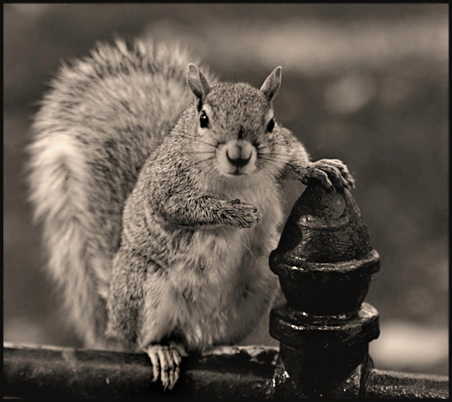 "Brother, can you spare a nut ?"