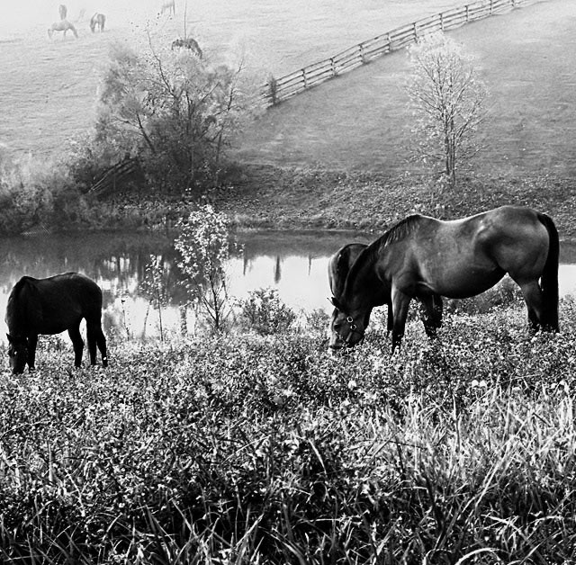 Pastoral Morn