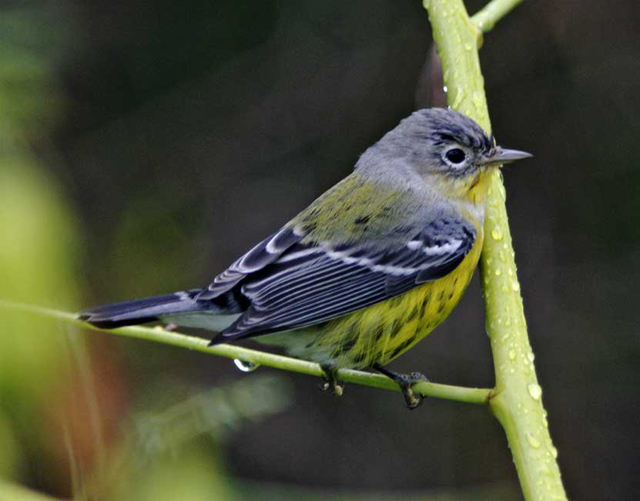 Magnolia Warbler after the rain