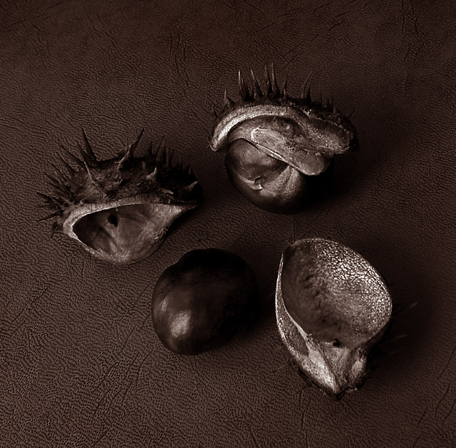 Life in a Shell