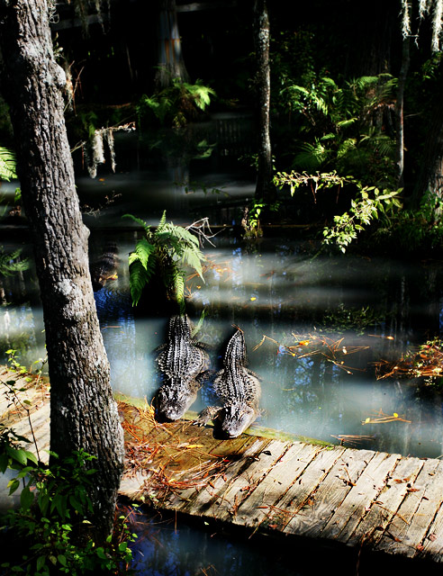 The Magical World of the Alligators