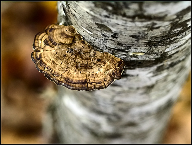 shelf mushroom