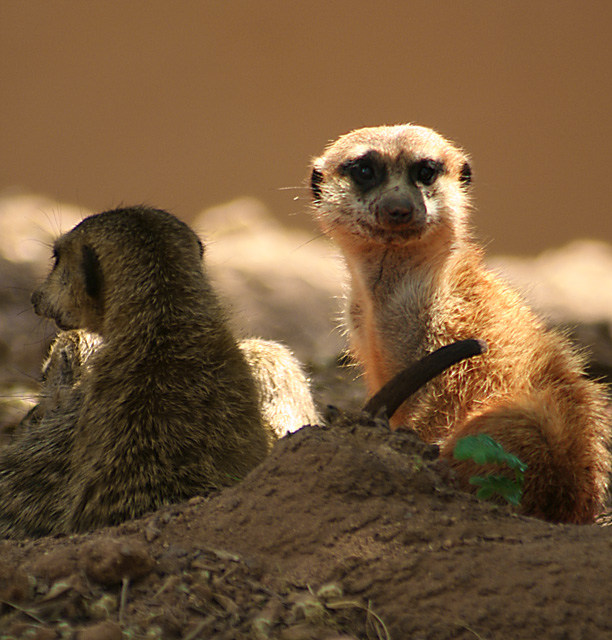 Meerkat Manor