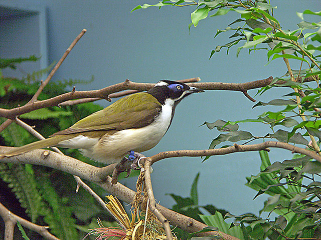 Blue Faced Honeyeater