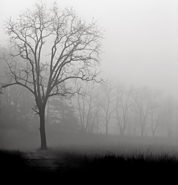 The Fog