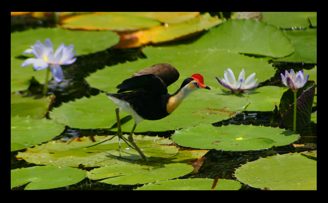 Jacana in Kakadu