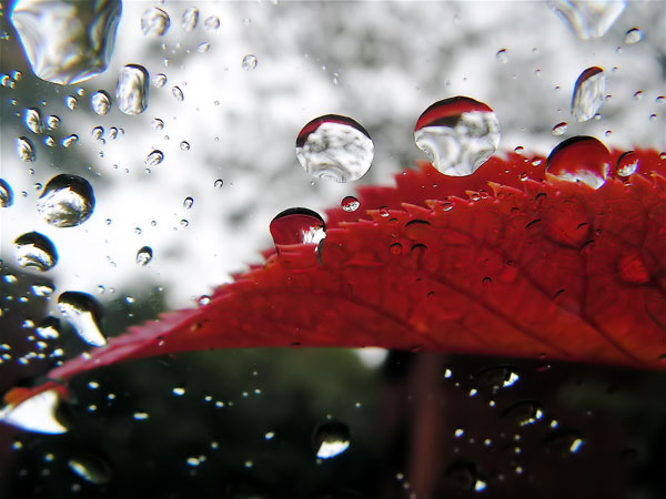 Drops of Life