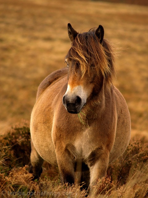 On the Moor