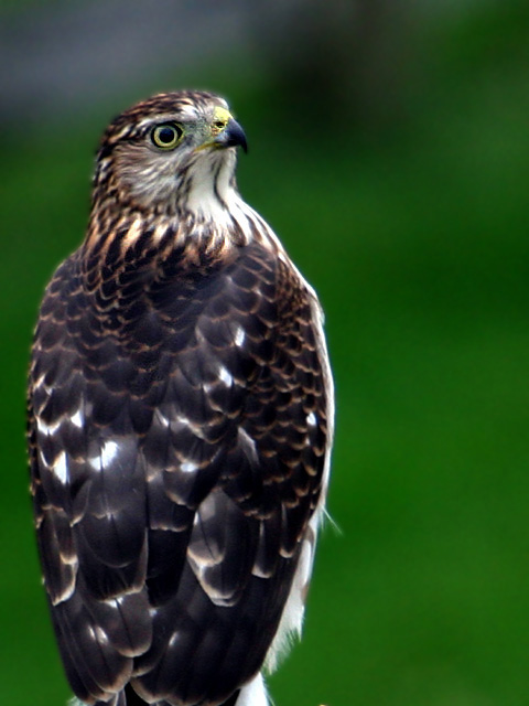 Backyard Perch