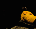 The Yellow Jacket
