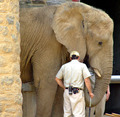 Zoo Vet - The caring man behind the scenes