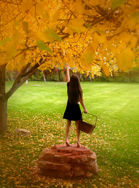 Crabapple Harvest