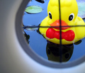Ducky Hunting Season