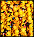 Just Ducky