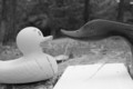 Rubber Ducky Meets Duck