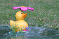 Quacking in the rain