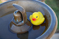 Duck Fountain