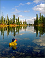 Duck on Goose Lake
