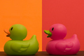 Chameleon Ducks in Training