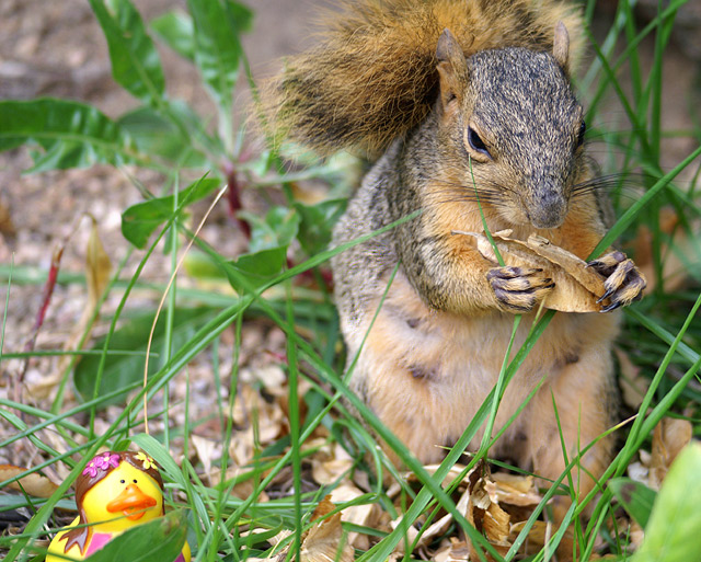 The Nut-Quacker Sweet