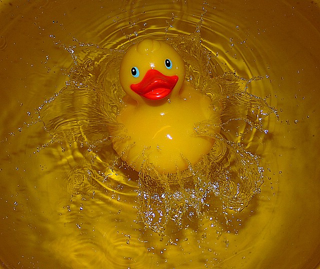 A Duck In It`s Own Element