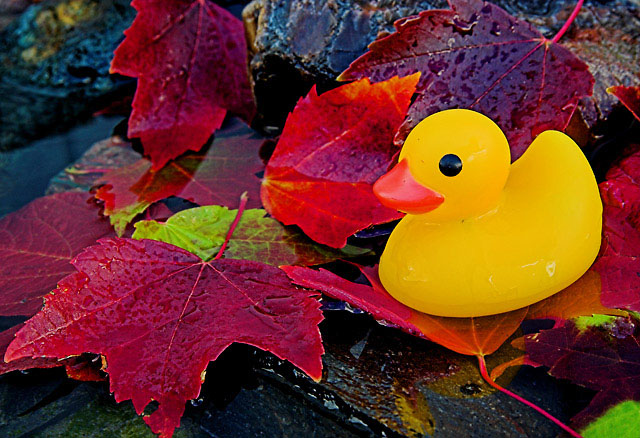 On crimson pond.