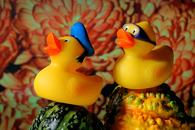 Two Duckies Begin their Fall Adventure