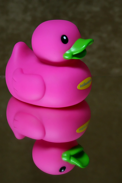 Duck on Glass
