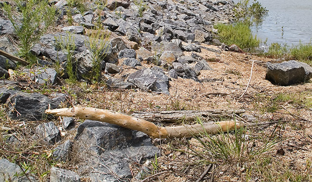 Wetlands Woody: the mythical log python suns itself on a rock