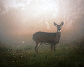 Walking Through the Meadow on a Foggy Morning