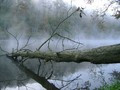 fallen tree