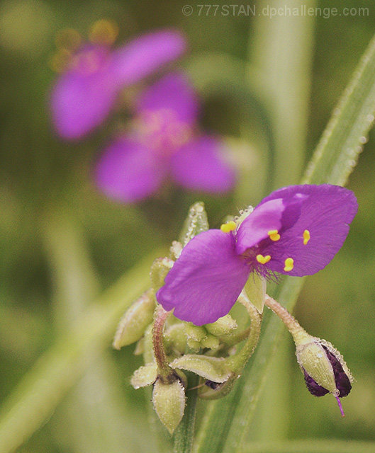 Little Flowers