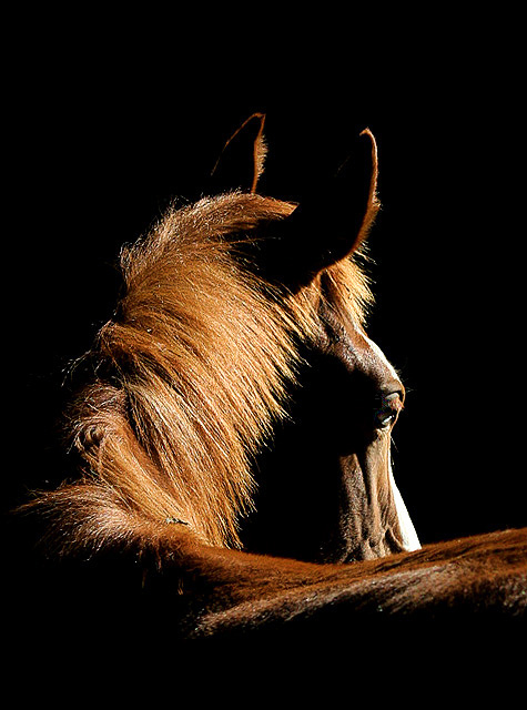 One of My Horses Waiting for Breakfast