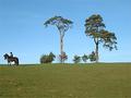 Horses, trees, grass, sky