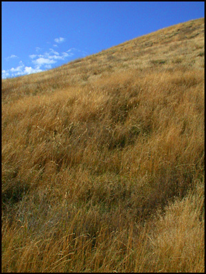 Grassy Hill