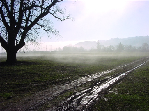 Clinging Fog