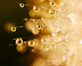 Dewdrops backlight