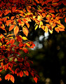 Dogwood: Frame of fall leaves painted by light