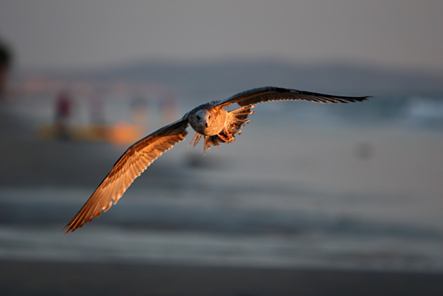 Sunset Flight