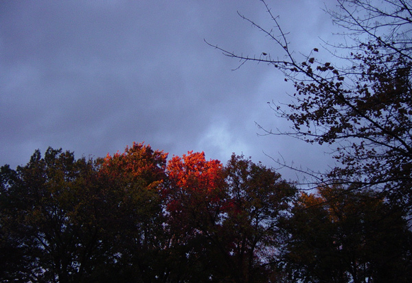 Autumn Illumination