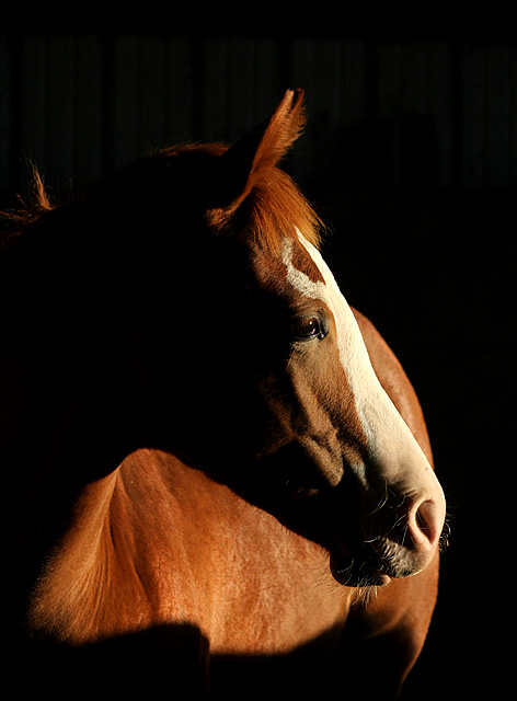 Early Morning Sunlight