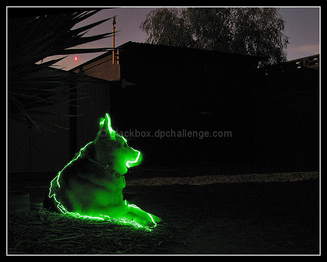 Laser Dog