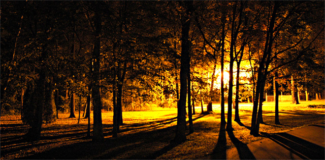 woods on fire