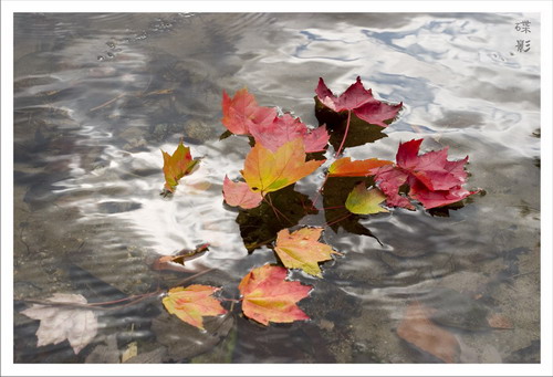 Leaves On the Light